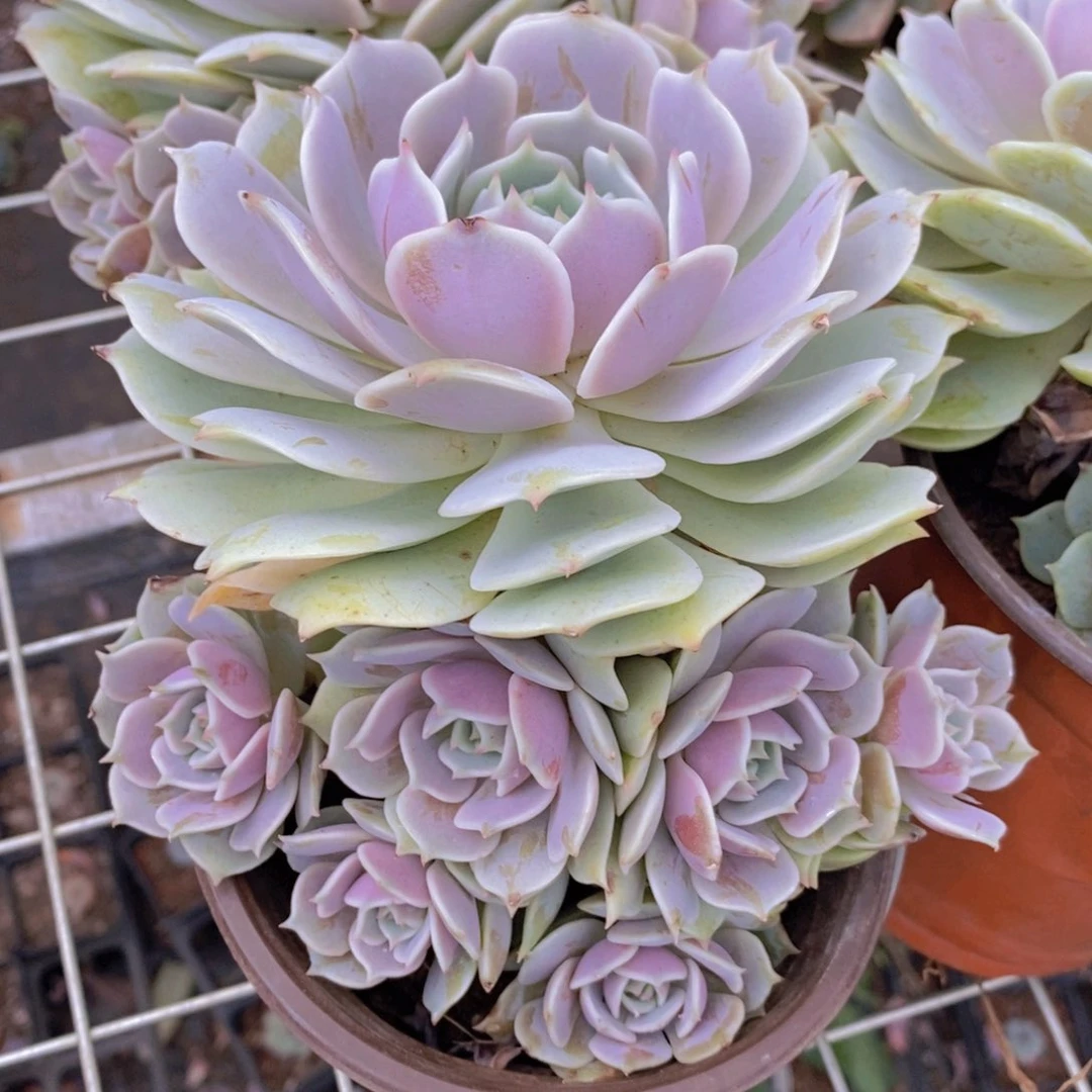 露娜莲大单头带多崽老桩