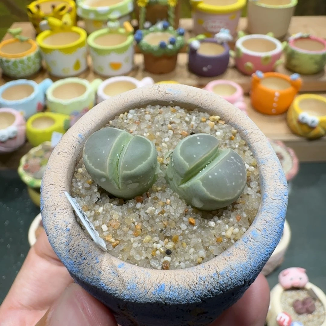 蘑菇1131橄榄多肉植物