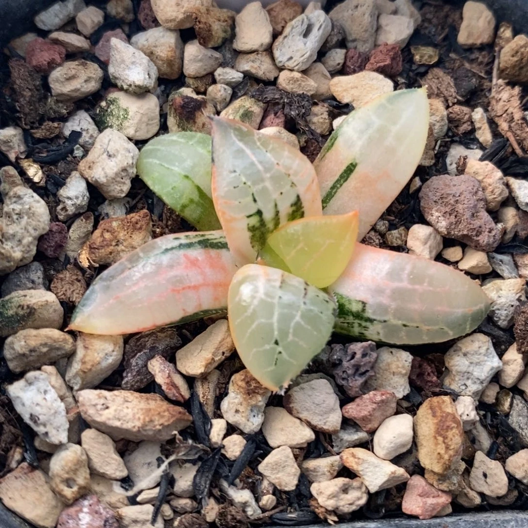 94号水晶康平多肉植物