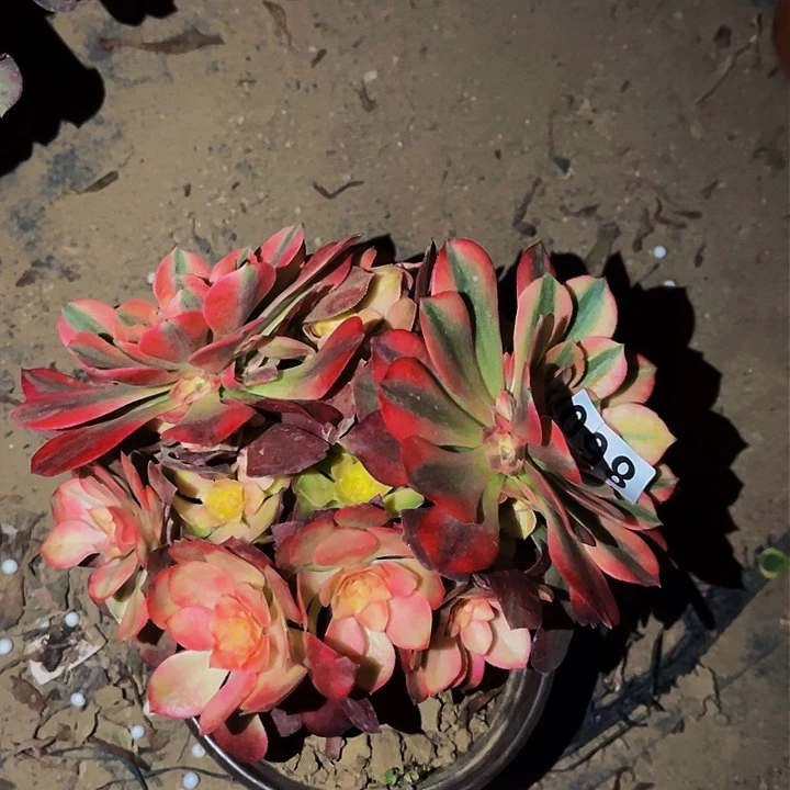 860香妃多肉植物处理不售后