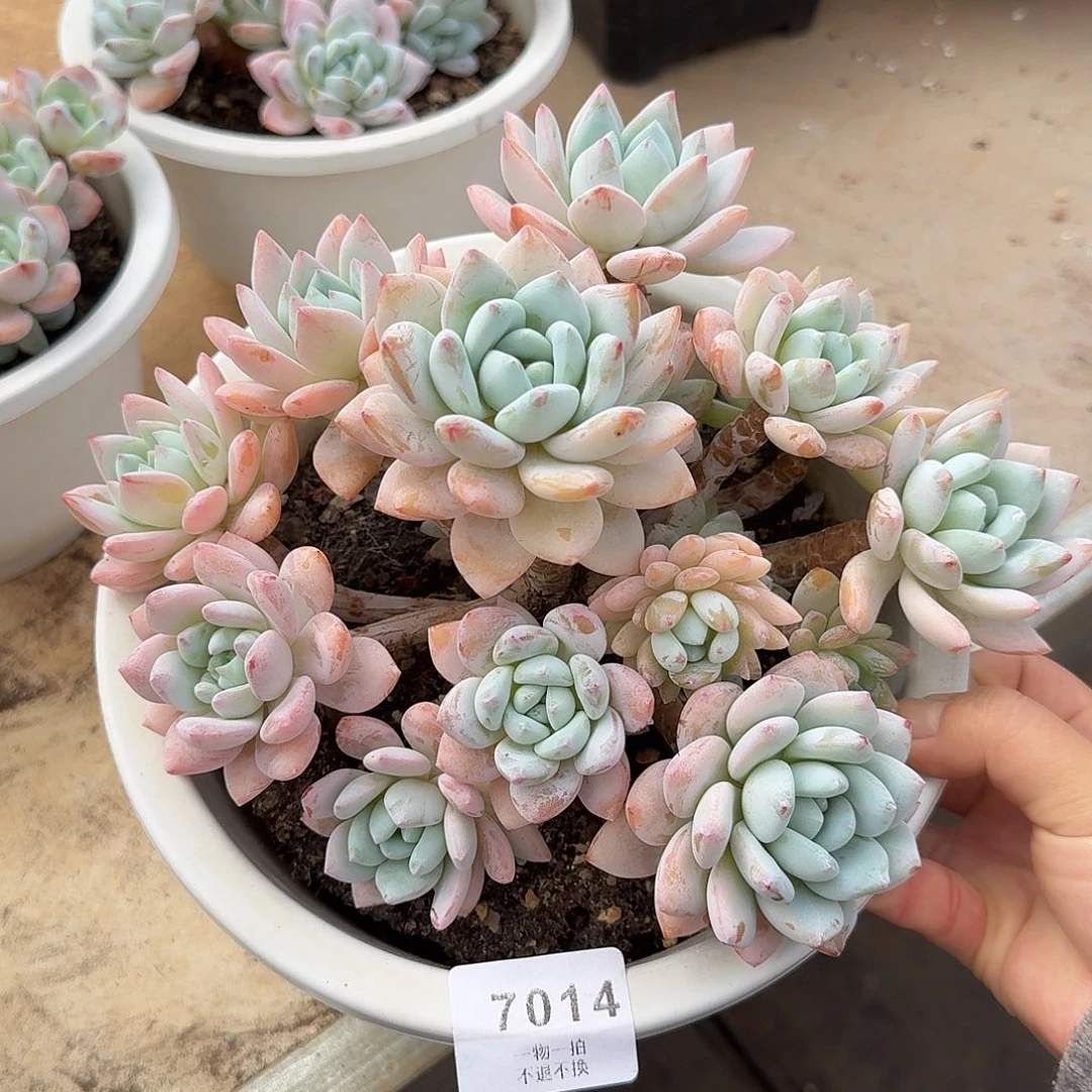 獒***哥7014号冷香多肉。