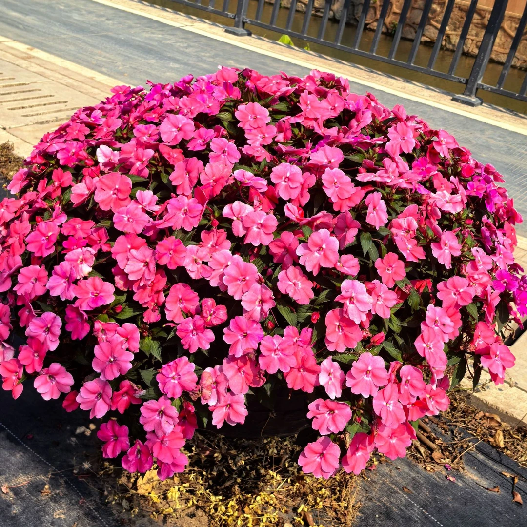 多年生超级凤仙桑蓓斯阳台庭院超级好养易爆花耐热