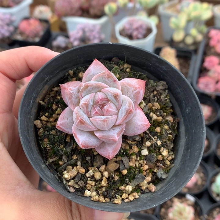 精控粉钻单头多肉