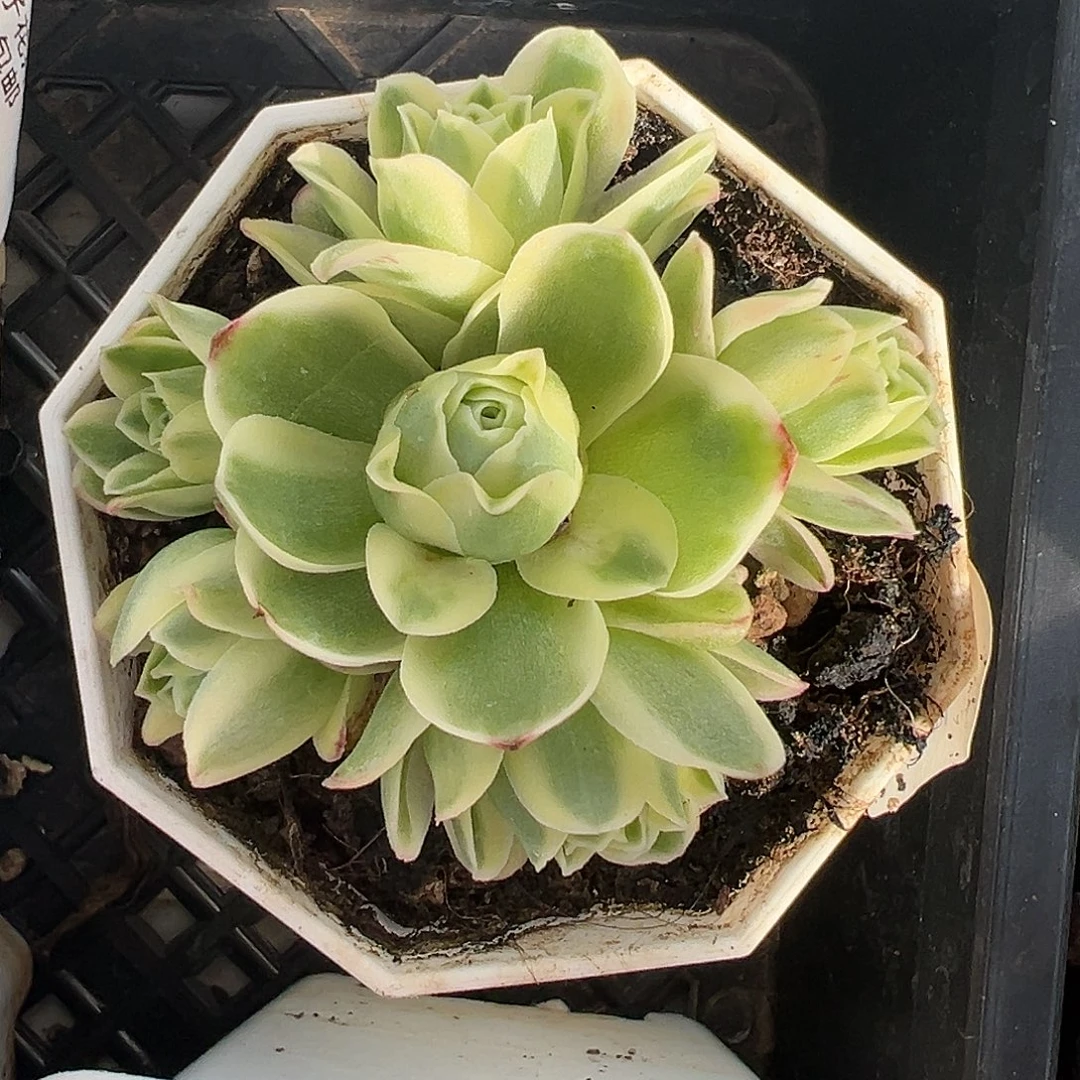 满38包邮山地玫瑰群生