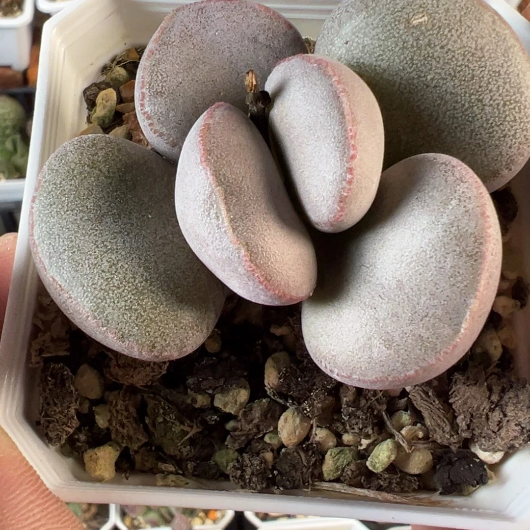 实生新品多肉植物水泡