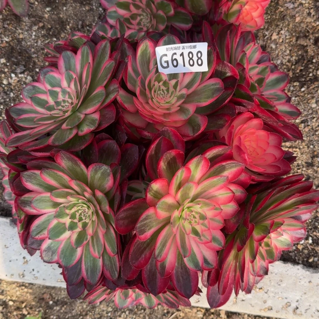 爱*海6188荔枝多肉植物