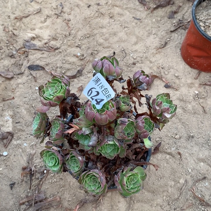 624万拉丝手捧1号棚