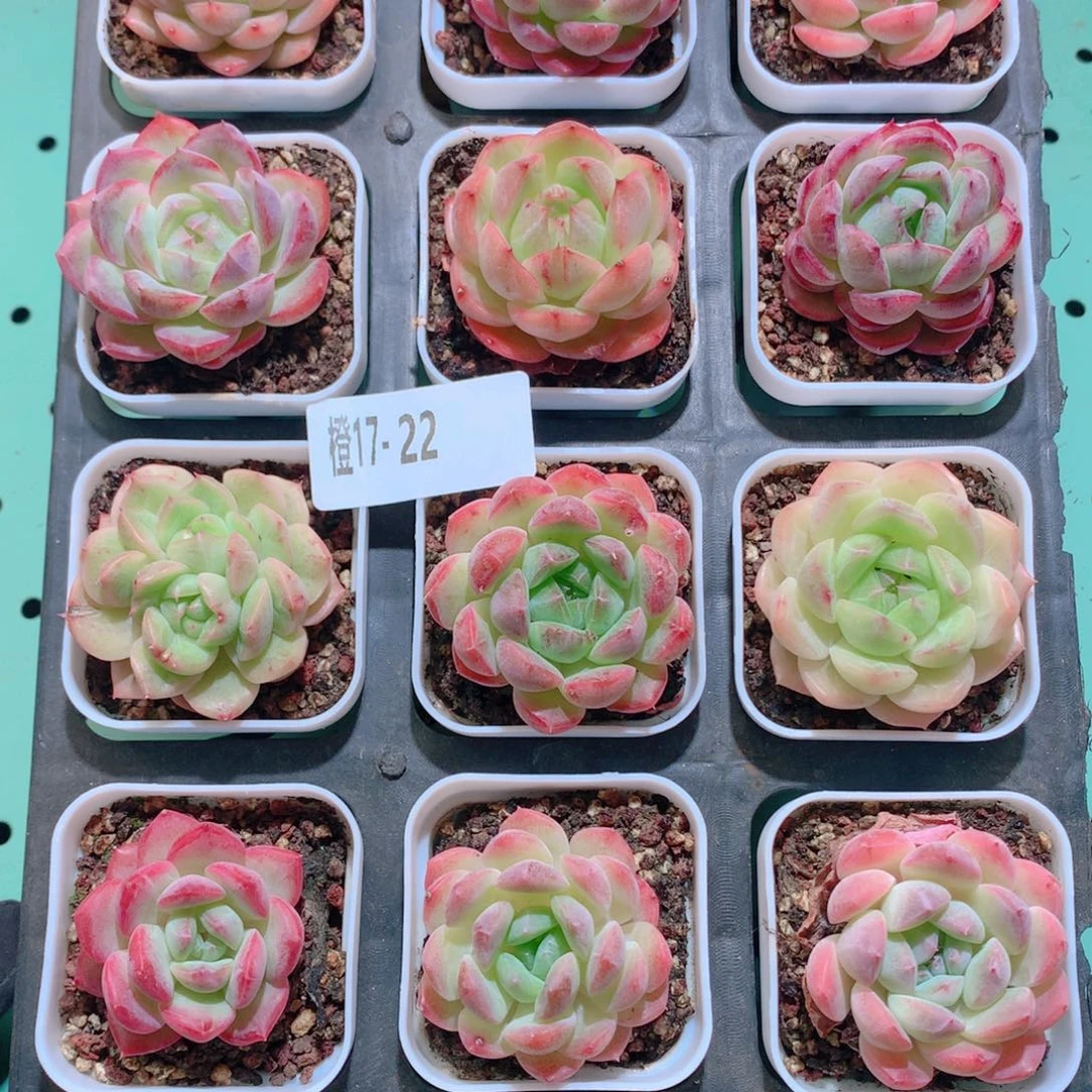 17-22一物一拍多肉带盆18颗