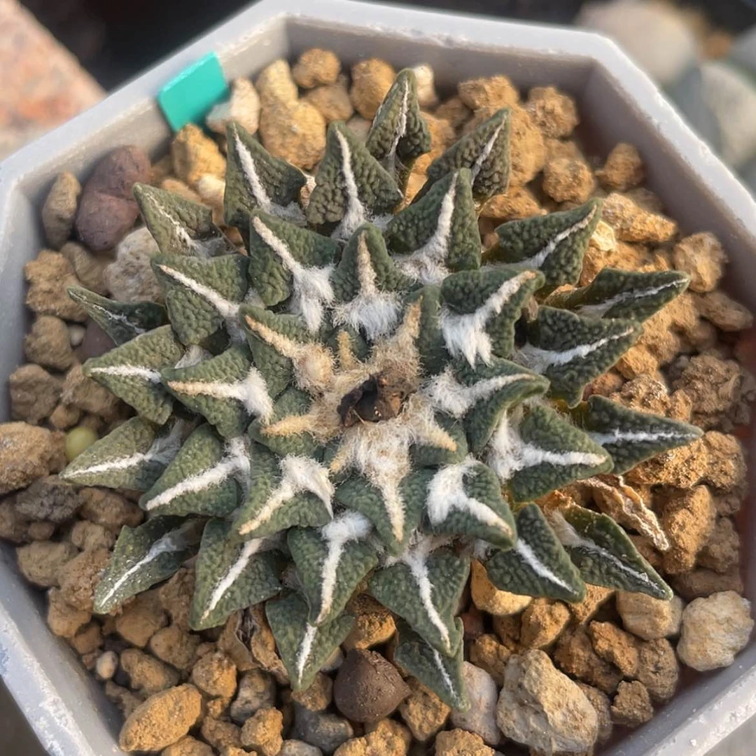 【闪购商品】实生黑牡丹