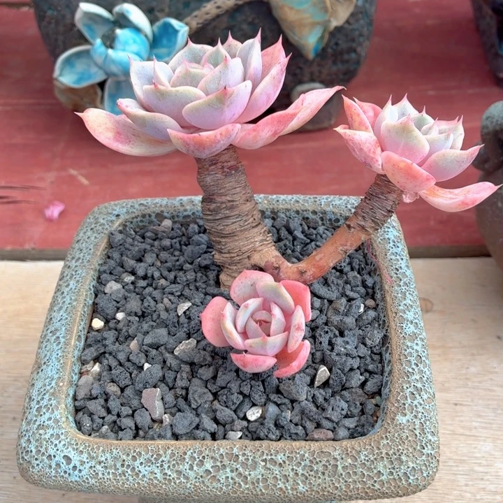 多肉植物 蓝色苍鹭-4