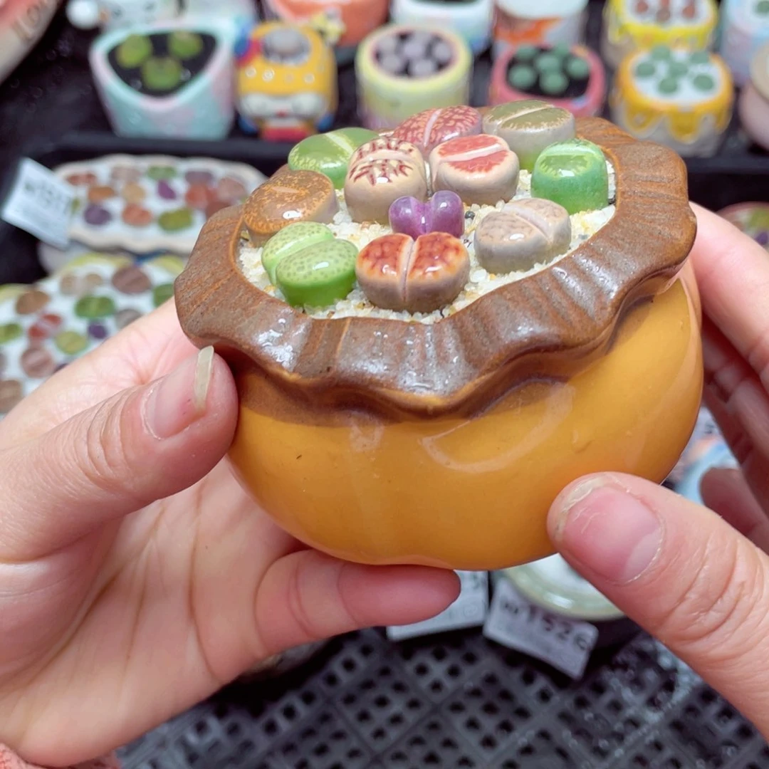 w1528 -零下地区拍保温箱-15支持寄养