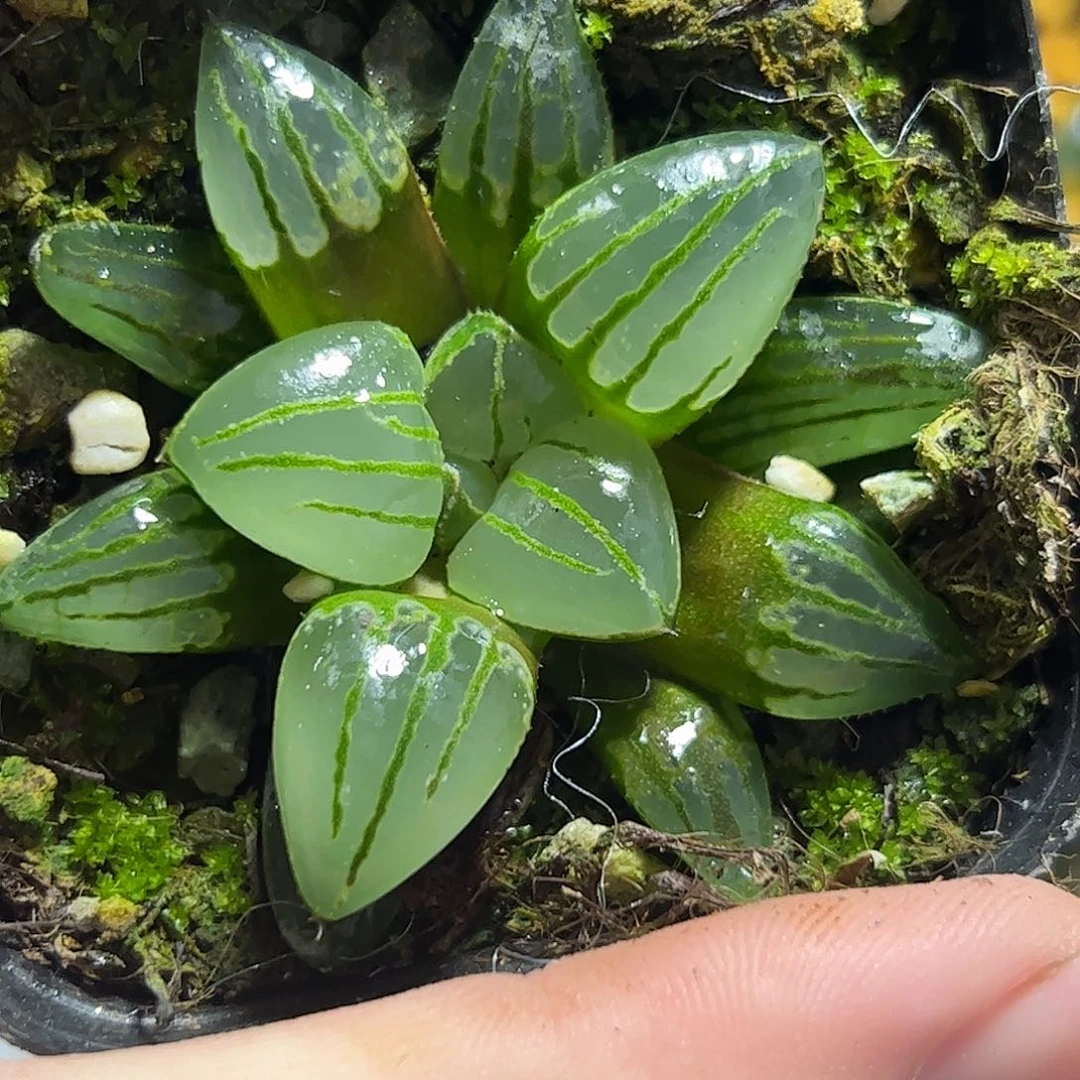 翠虎寿十二卷多肉植物满