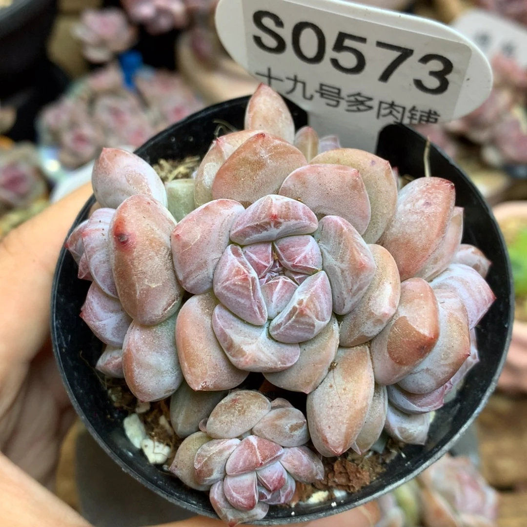 S0573 突尼斯 背景同款 6头