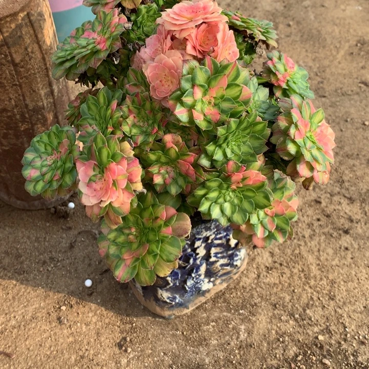 c***c215知否多肉植物特价