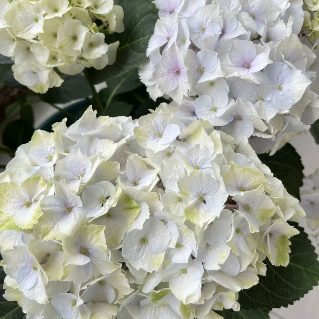 花为序 魔幻贵族魔幻新娘直播活动特惠