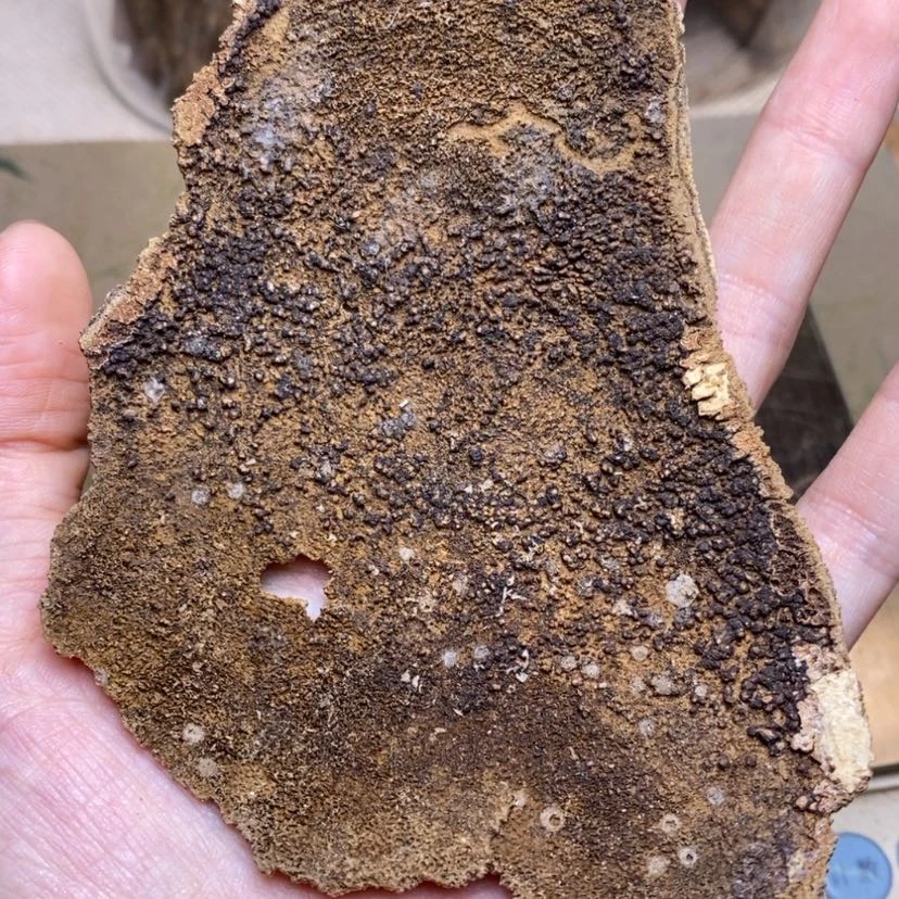 【闪购商品】香榧木海南6克