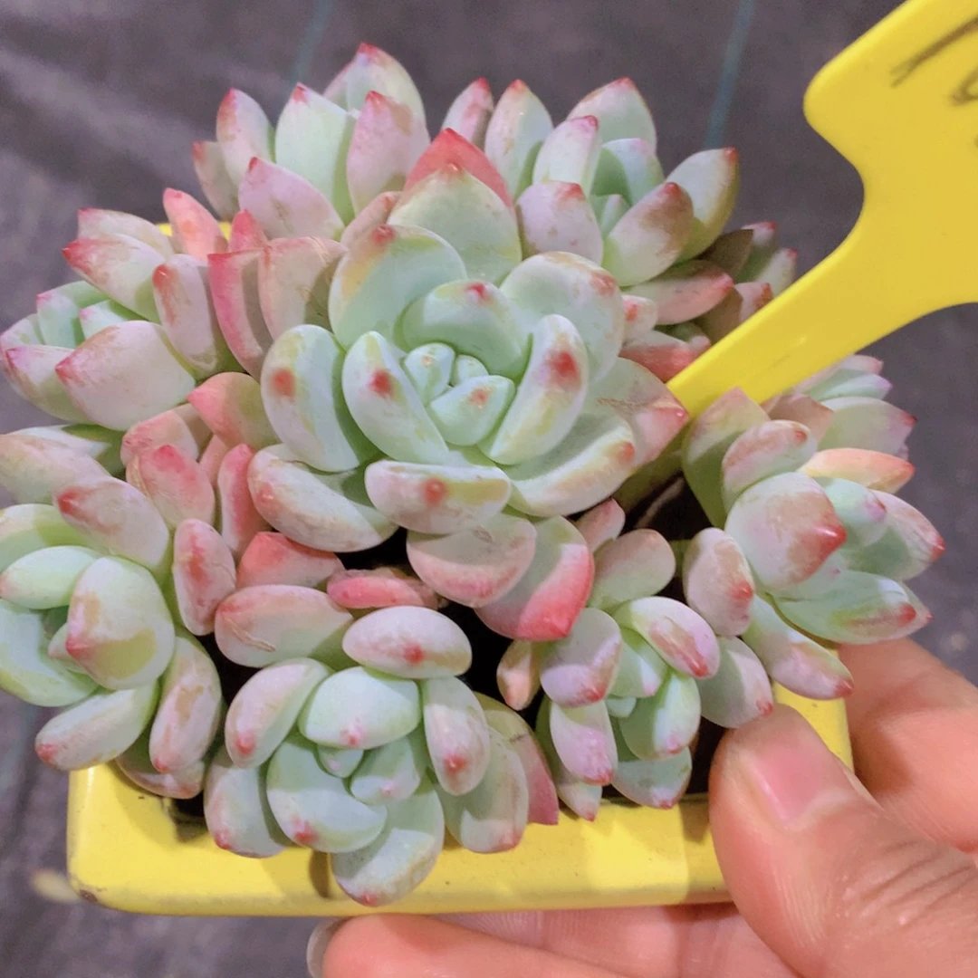 我家的小可爱们都很可爱啊