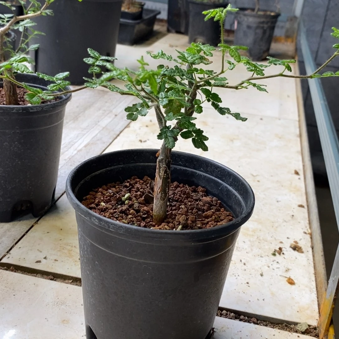 滔天橄榄实生带盆