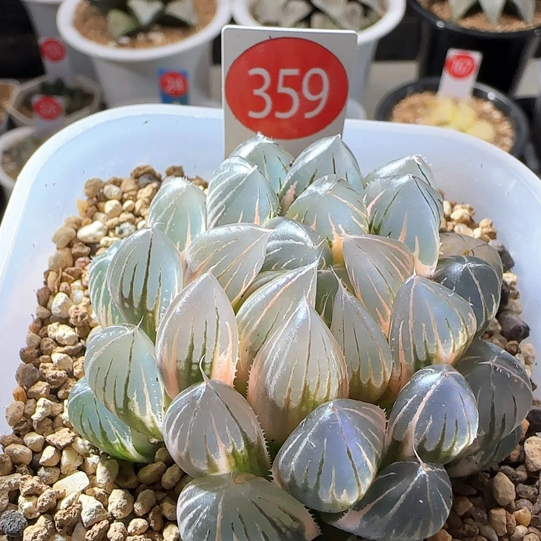 359号霓虹灯糊斑一物一拍带盆土