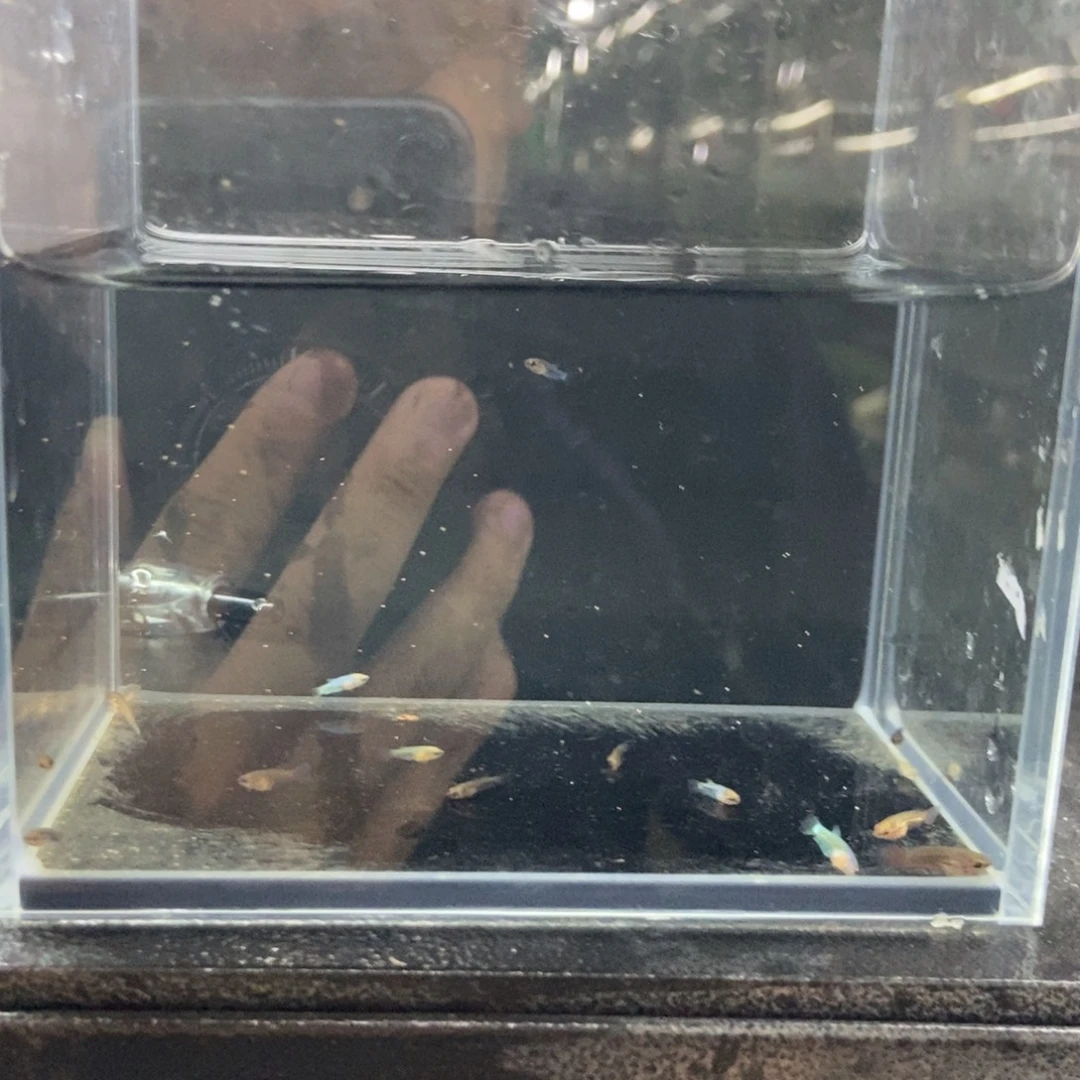 斗鱼包活不包损所见即所得375