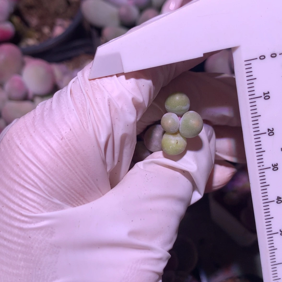 一**秋黄金鸡蛋奶酪多肉