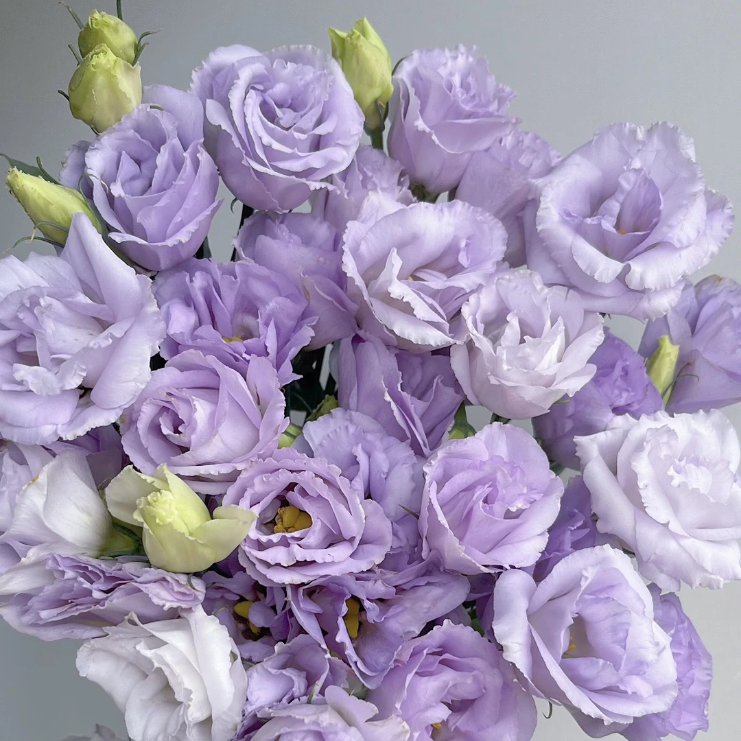 洋桔梗【浅紫色】盆栽庭院阳台爆花强花卉新手易养护