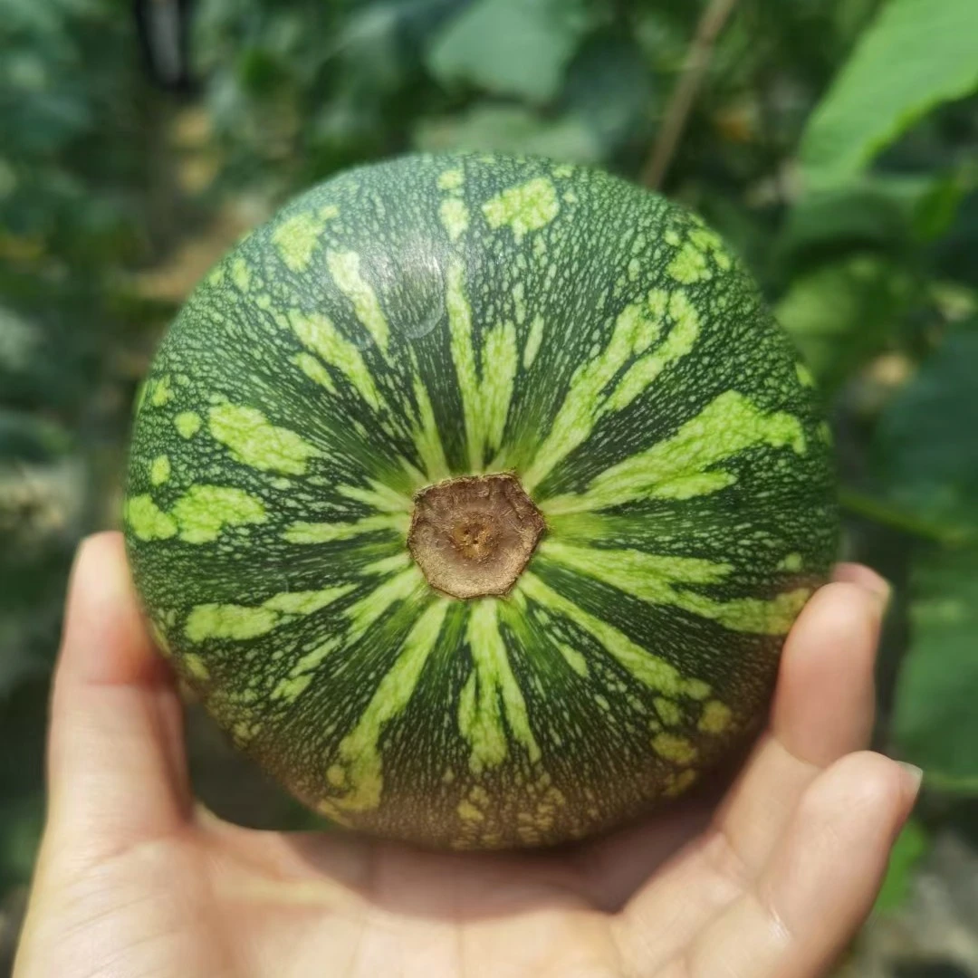 湖南攸县本地南瓜仔农家新鲜绿皮嫩南瓜迷你小南瓜仔青南瓜