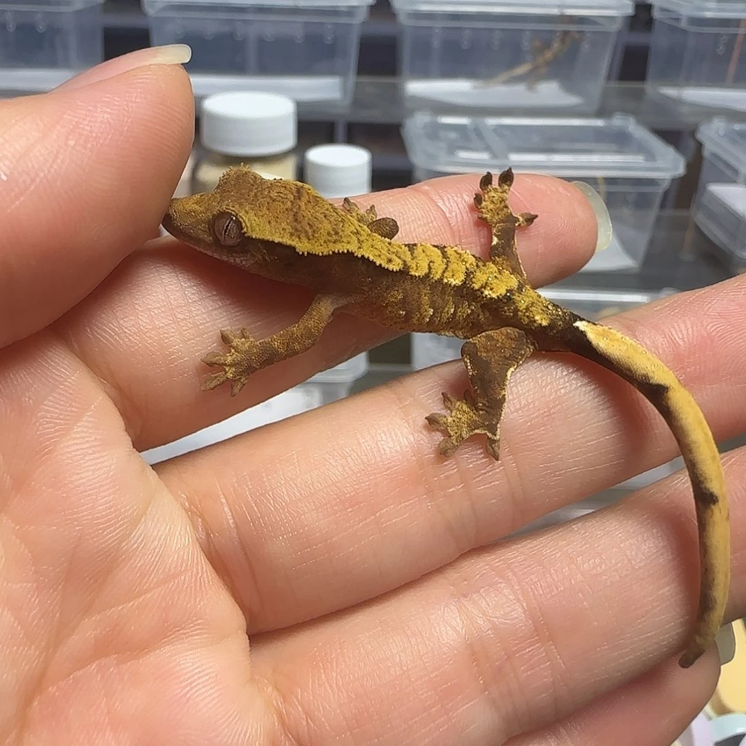 睫角守宫睫角守宫大幼