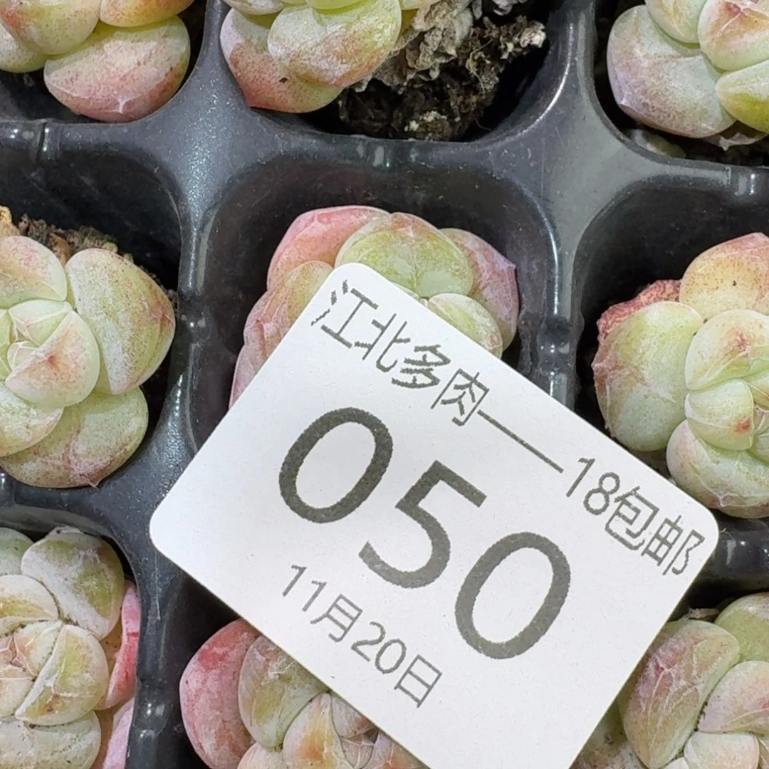 50 号到手1框江北多肉