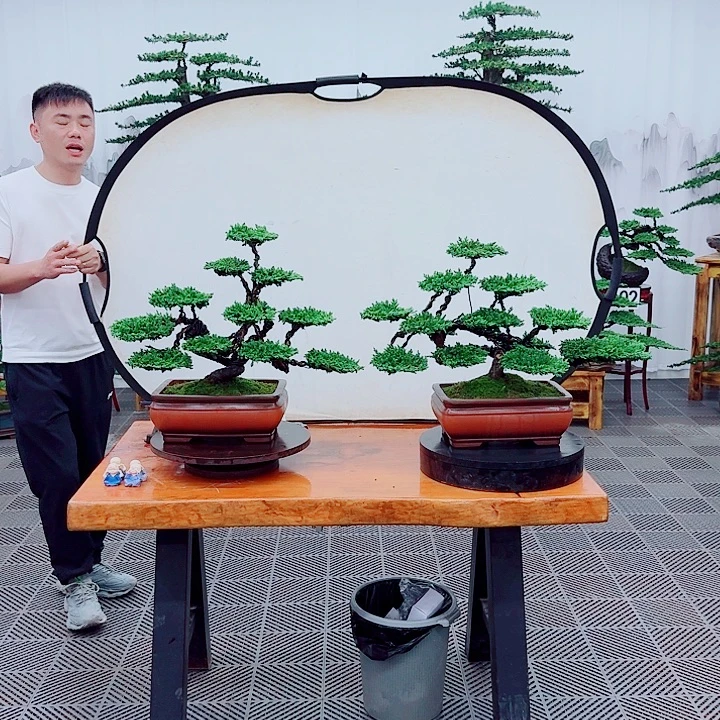 无花朵松柏盆景，一物一拍