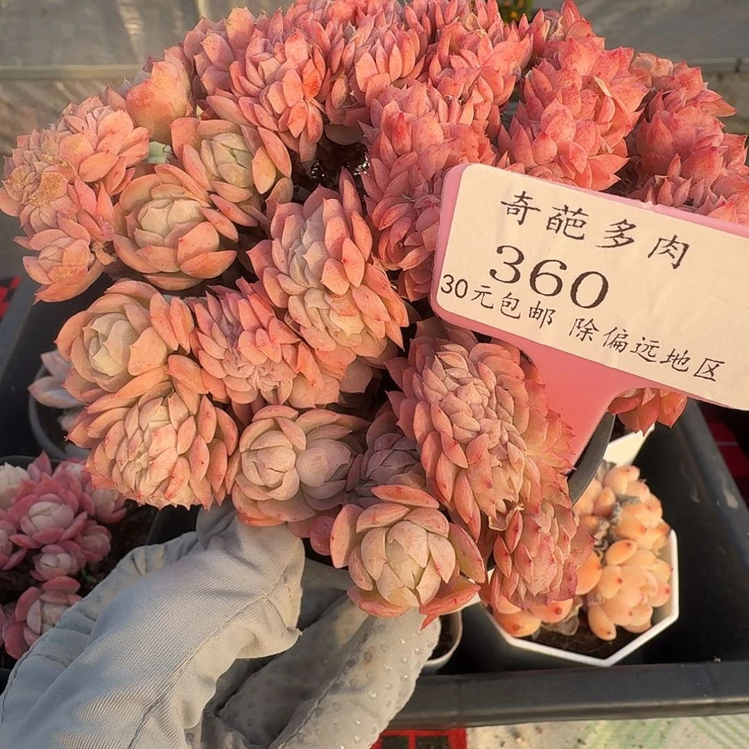 360 脱土 群生不包整 30元包邮非偏远