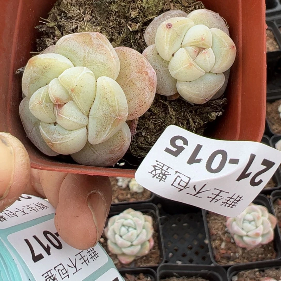 小卡拉米糖心一物一拍21-15