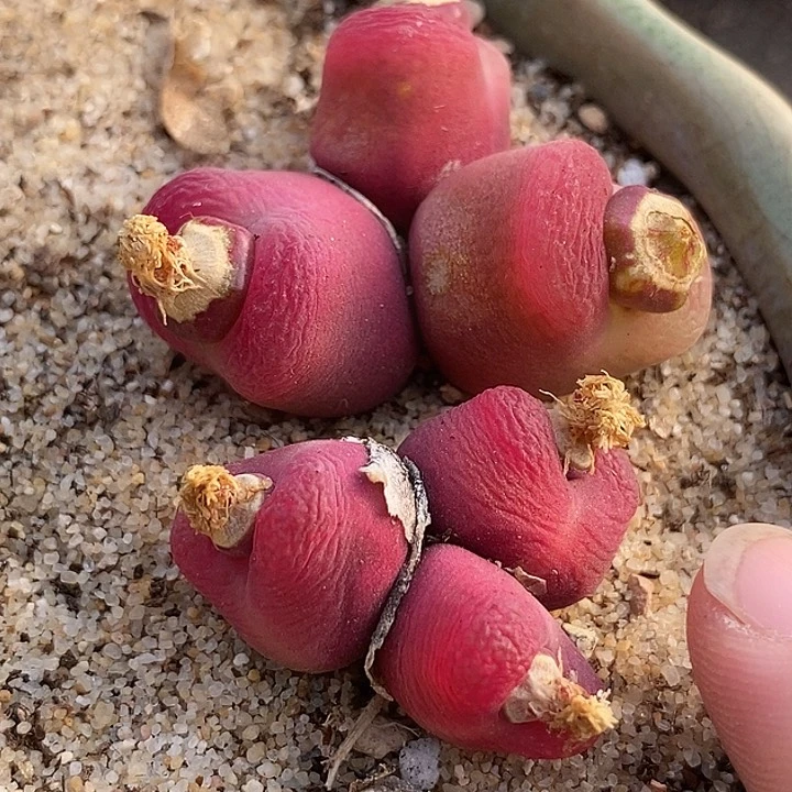 ?**肉16581一组两颗三头群生