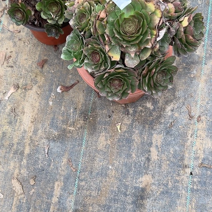 莹*万圣节多肉一物一拍74