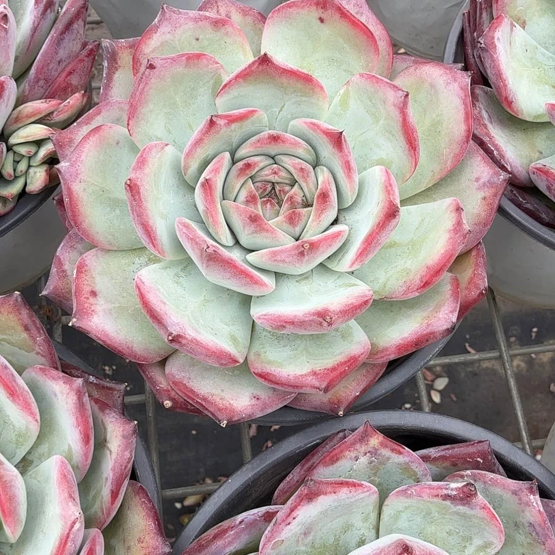 红拉糖多肉植物精品