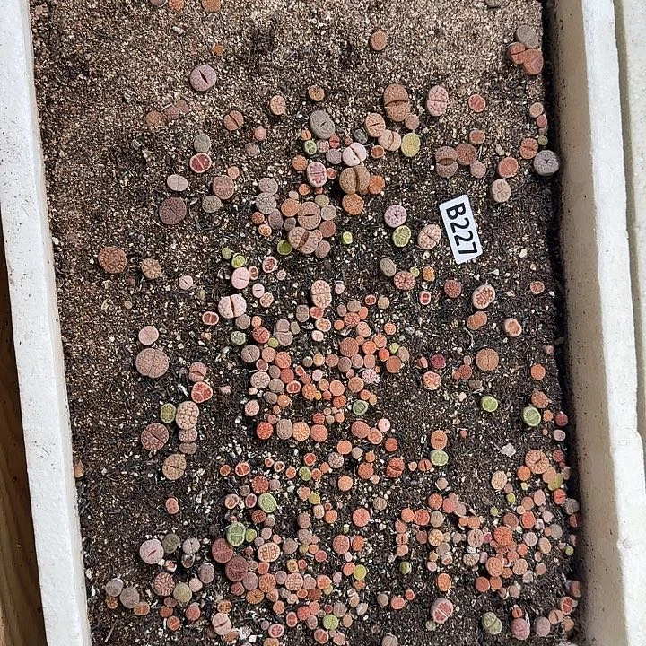 227生石花整框脱土发货不售后