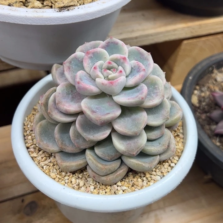 顽皮熊 带侧芽 夏鸣园艺