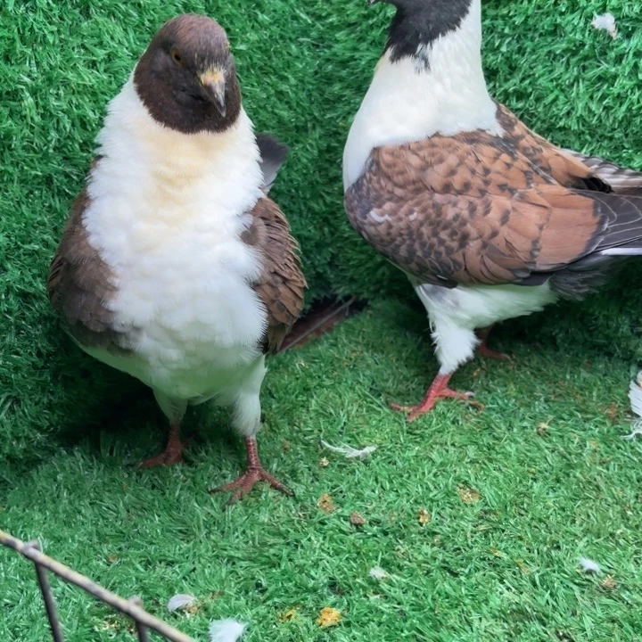 2中国大陆散装摩登青年一对