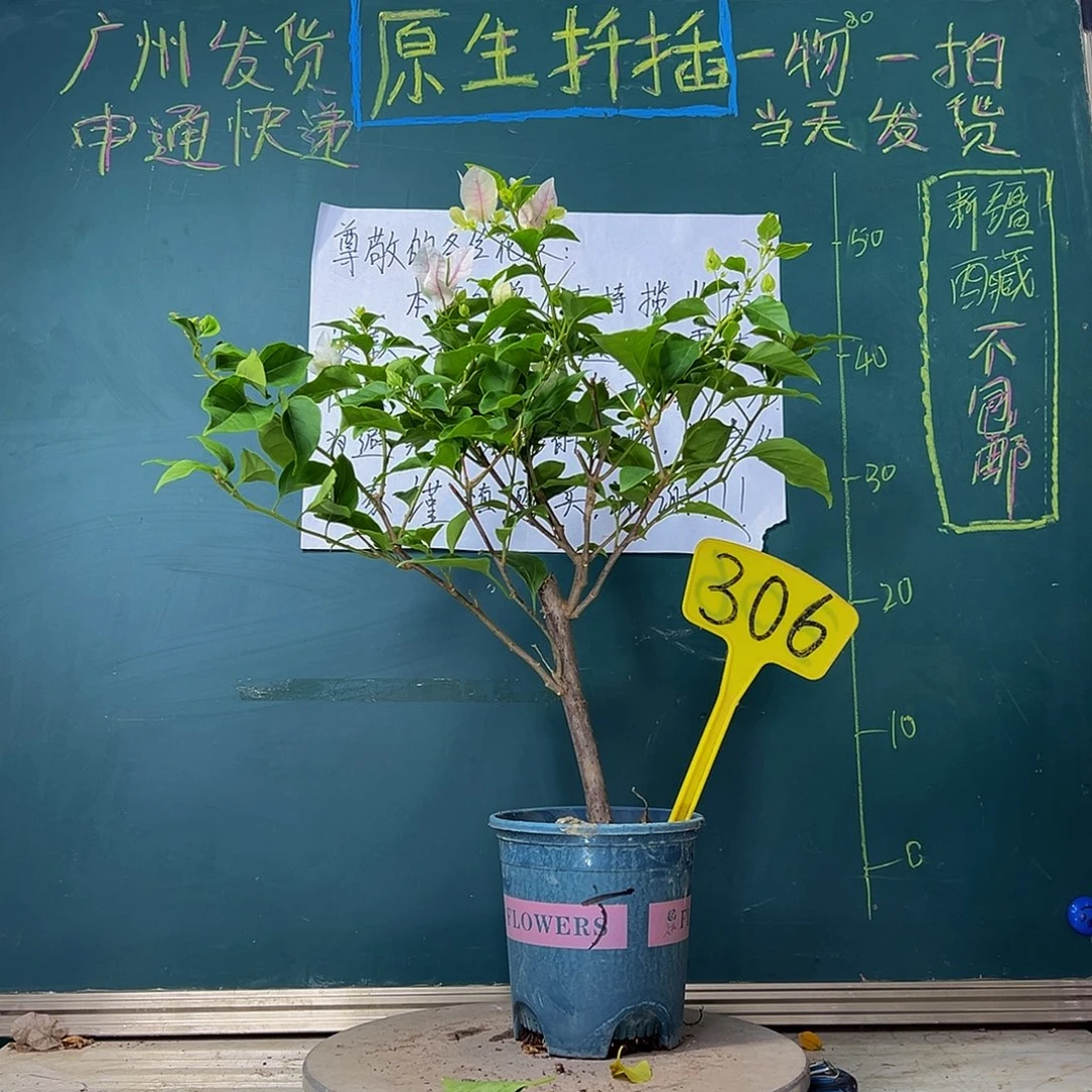 当前无花栽培后可以开花广红樱306