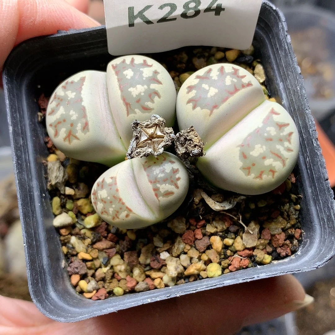 J***花K284多肉植物保护研究所