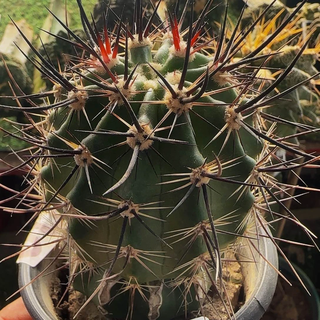 林氏幻虾550仙人球