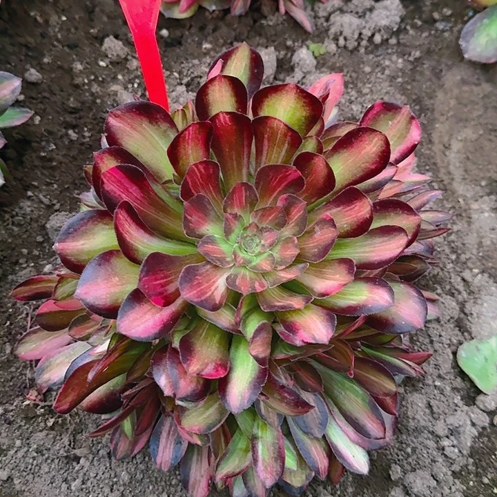 2-63流星雨多肉法师