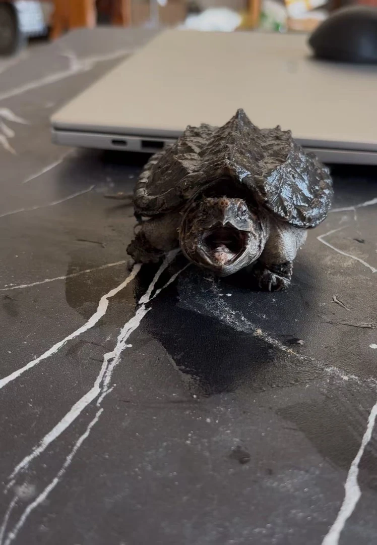 直播间链接勿瞎拍 发的不是图片上的龟