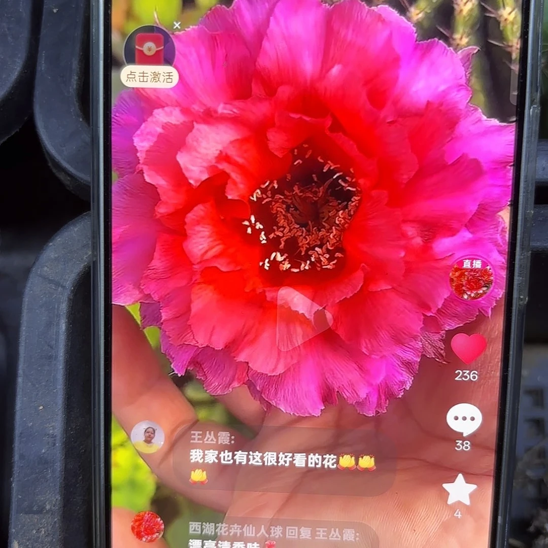 红袖彩侧牙20包邮仙人球21