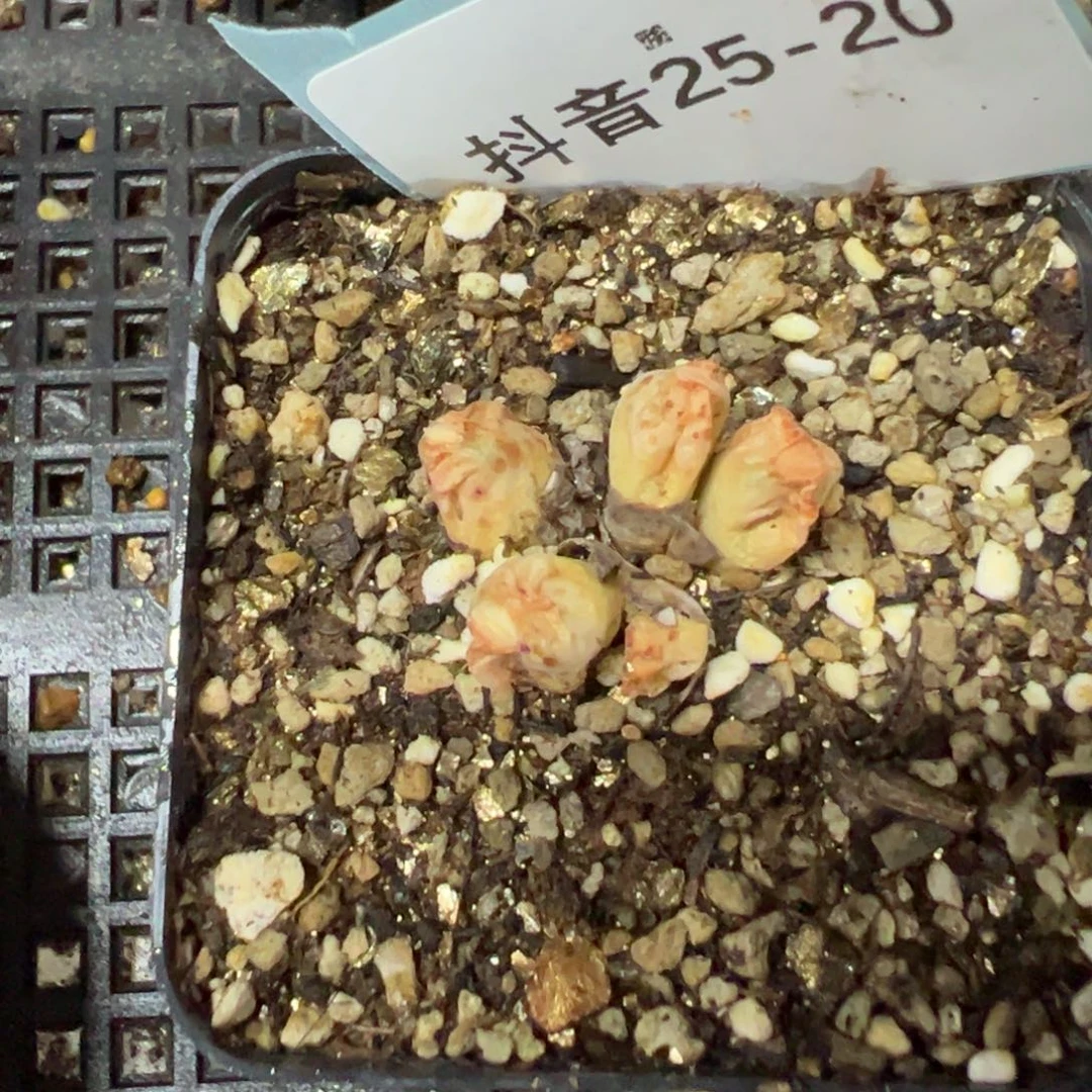 25-20肉锥多肉植物