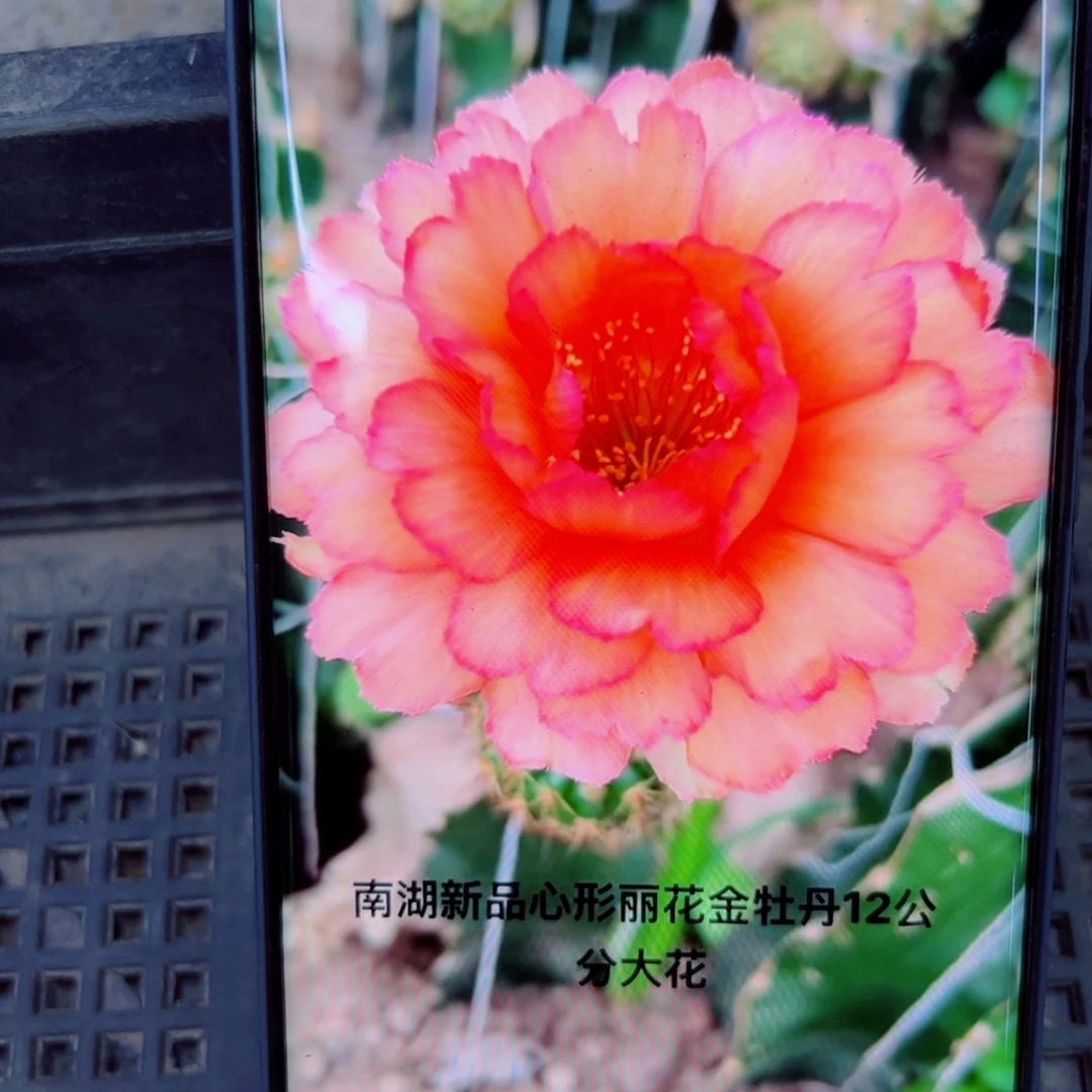 下119丽花金牡丹歪无根侧芽2公分左右20包邮