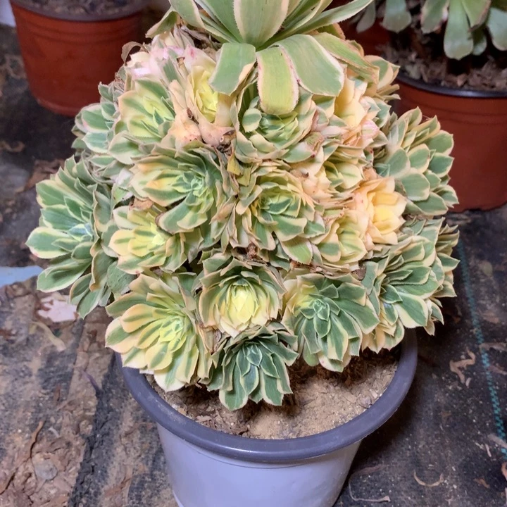 754多肉植物一物一拍