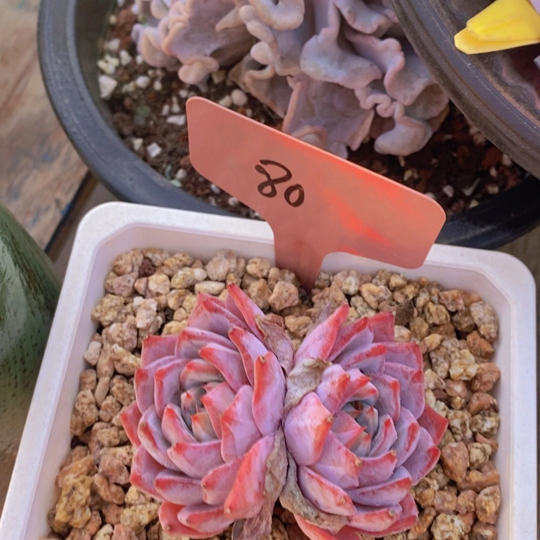 精品多肉，一物一拍，看准下单