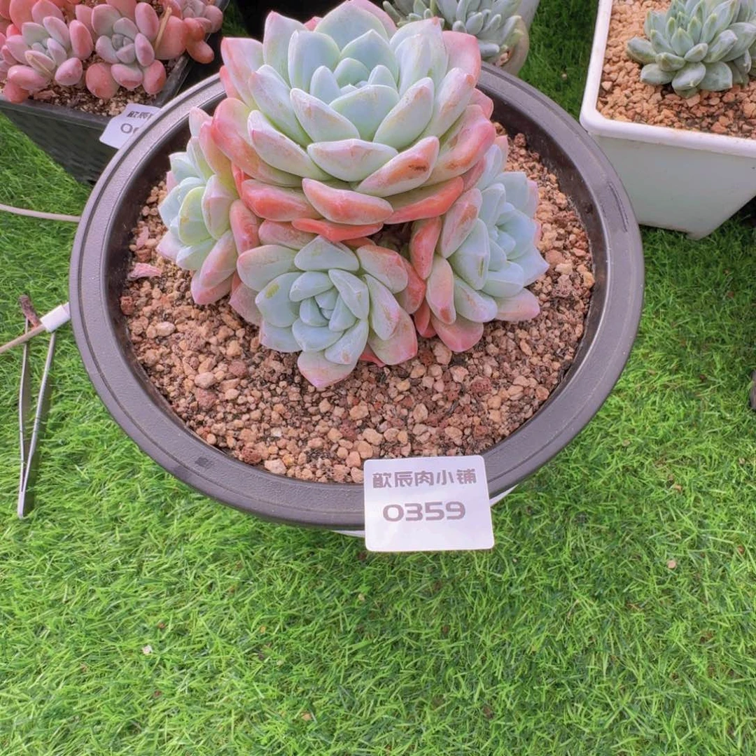 琼***多肉植物冰玉群0359