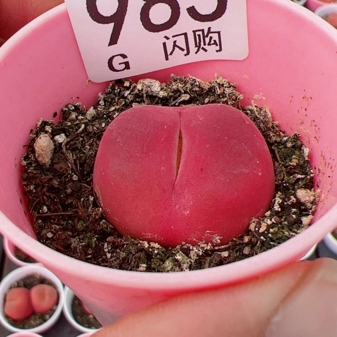 无花朵田*我很喜欢这个G985